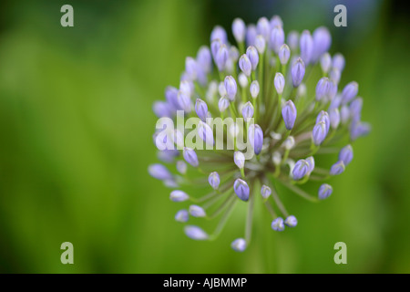 Le chef de l'Agapanthus Agapanthus praecox (Fleurs) sur fond vert Banque D'Images
