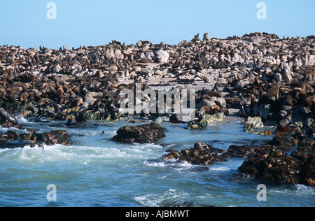 Cape (Arctocephalus pusillus) assis sur la plage et les rochers Banque D'Images