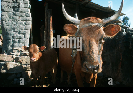 Vache nguni et Calf standing in front of Shed Banque D'Images