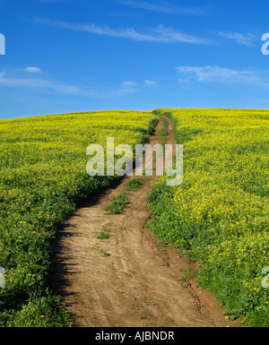 Route de traverse un tapis jaune du colza au printemps Banque D'Images