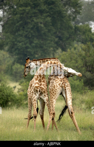 Deux girafes (Giraffa camelopardalis) côte à côte dans une striction Défi Banque D'Images