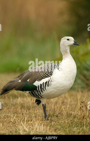 Vue latérale d'un mâle (Upland) Magellan Goose (Chloephaga picta) debout sur une jambe Banque D'Images