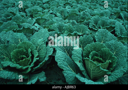 Chou (Brassica oleracea convar. capitata var. sabauda), fiel de légumes, Allemagne, Rhénanie du Nord-Westphalie Banque D'Images