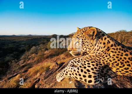 Leopard (Panthera pardus) Lying on Rock Banque D'Images