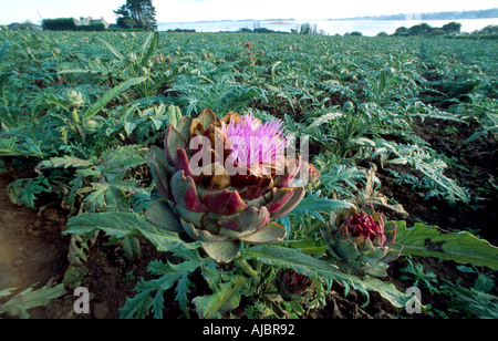 Artichaut (Cynara scolymus), plante en fleurs sur terrain Banque D'Images