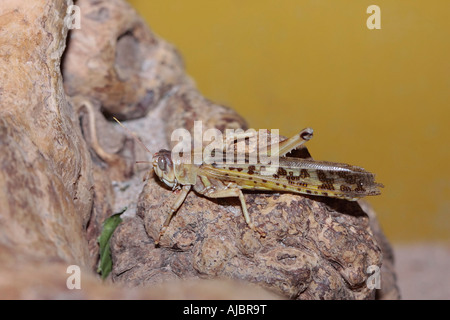 Desert Locust (Schistocerca gregaria) sur le rocher Banque D'Images