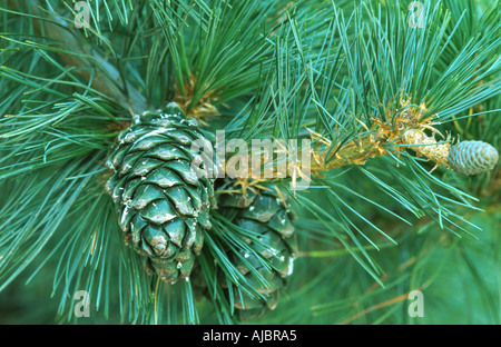 David's, pin blanc chinois pin (Pinus armandii), branche avec les cônes Banque D'Images