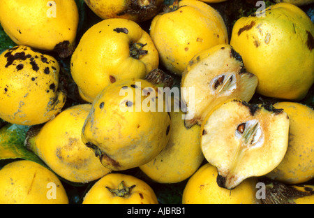 Cognassier commun (Juniperus communis), fruits mûrs Banque D'Images