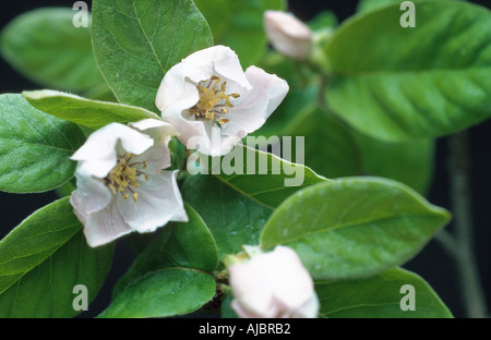 Cognassier commun (Juniperus communis), blooming Banque D'Images