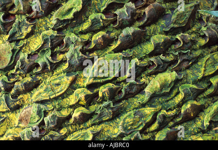 Palmier Cycas circinalis (FERN), l'écorce avec les cicatrices foliaires Banque D'Images