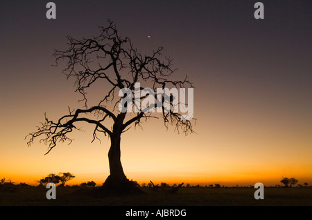 Silhouette d'un arbre mort squelette contre un Ciel de coucher du soleil Banque D'Images