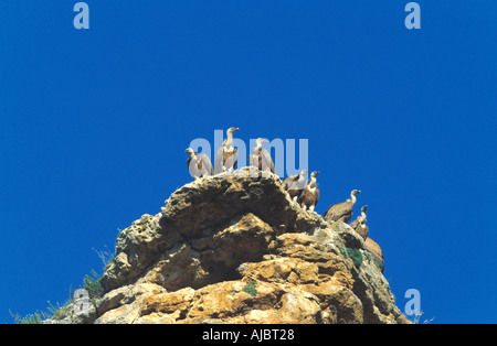 Vautour fauve (Gyps fulvus), groupe assis sur le roc, l'Espagne, l'Estrémadure Banque D'Images