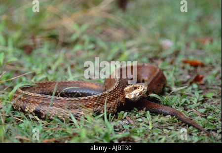 Cottonmouth, mocassin d'eau (Agkistrodon conanti piscivores), dispositifs de défense, USA, Floride Banque D'Images