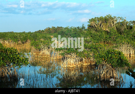 Mangrove rouge (Rhizophora mangle), dans l'eau, USA, Floride Banque D'Images