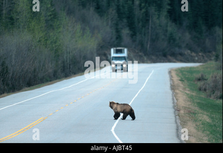 Ours brun, l'ours grizzli (Ursus arctos horribilis), croisement rue en face d'un camion, Canada, Alberta Banque D'Images