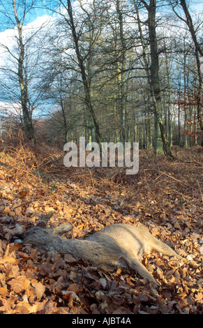 Le chevreuil (Capreolus capreolus), Dead buck, Allemagne, Schleswig-Holstein Banque D'Images