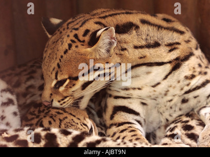 Femme adulte Ocelot (Leopardus pardalis) toilettant son cub Banque D'Images