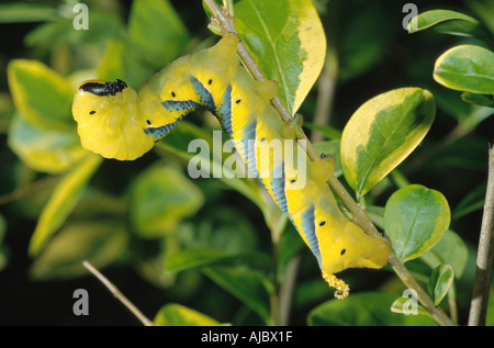 Sphynx tête de mort (Acherontia atropos), Caterpillar, jaune, l'alimentation on leaf Banque D'Images