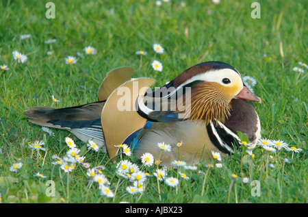 Canard mandarin (Aix galericulata), drake allongé sur flower meadow Banque D'Images