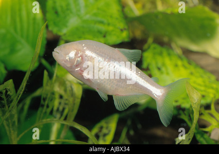 Grotte aveugle aveugle tetra, cavefish (Anoptichthys jordani, Astyanax fasciatus mexicanus), piscine en face de plantes de l'eau Banque D'Images