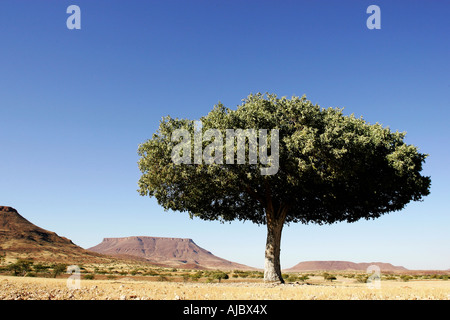Arbre isolé dans un paysage désertique Banque D'Images