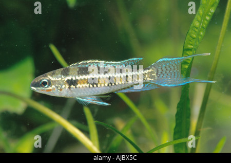 Cichlid en échiquier, fork-tailed checkerboard damier, cichlid cichlid (Dicrossus filamentosus), homme Banque D'Images