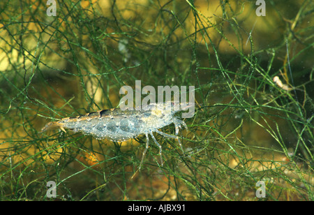 La crevette d'eau douce (Atyaephyra desmaresti), vue latérale, Croatie Banque D'Images