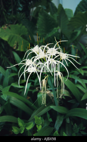 Spider lily (Hymenocallis littoralis), la floraison, la Malaisie, Sarawak, Kuching Banque D'Images