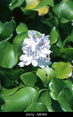 L'eau courante, waterhyacinth-jacinthe d'eau (Eichhornia crassipes), la floraison, la Thaïlande Banque D'Images