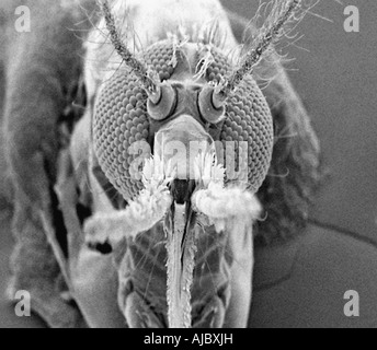 Vue avant de moustiques prises au microscope électronique Banque D'Images