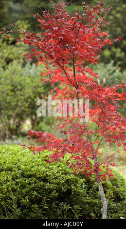 Feuilles rouges d'un érable japonais Banque D'Images