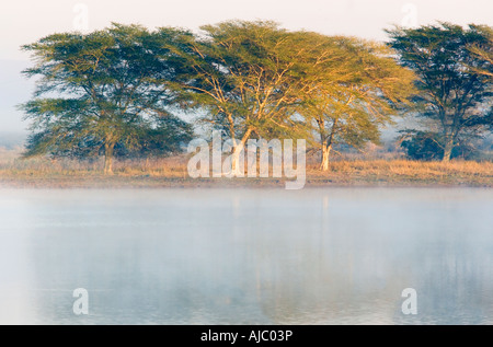 Umbrella Thorn acacia arbres sur la plaine à l'aube du Bushveld Banque D'Images