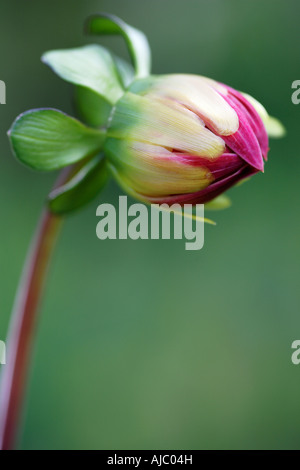 Bourgeon d'ouverture de Dahlia Pinnata Flower Banque D'Images