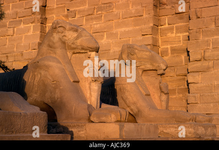 L'Ancien Temple égyptien de Haute Egypte Karnak Louxor sphinx tête près de Ram à l'extérieur du premier pylône Banque D'Images