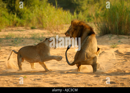 Panthero Lion (Leo) et lionne de combats dans un lit de rivière Secs Banque D'Images