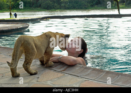 Panthero Lion (Leo) Cub saluant un femme de nager dans une piscine Banque D'Images