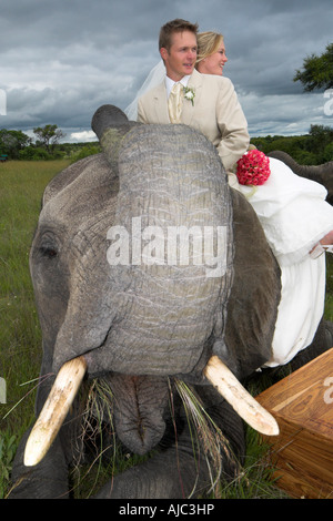 Couple de mariés sur le dos d'un éléphant d'Afrique (Loxodonta africana) Banque D'Images