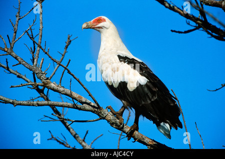 Avis de palmiste africain (Gypohierax angolensis) Perché sur une branche Banque D'Images