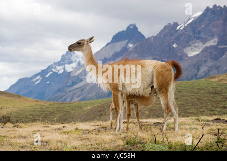 Guanaco (Lama guanicoe) de sa mère de lait de bébé Banque D'Images