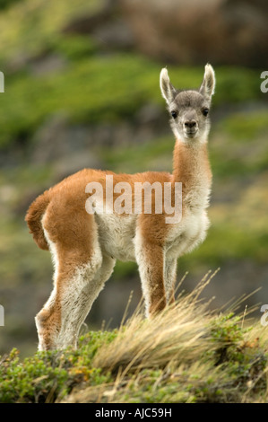 Lone Guanaco (Lama guanicoe) bébé sur le coteau Banque D'Images