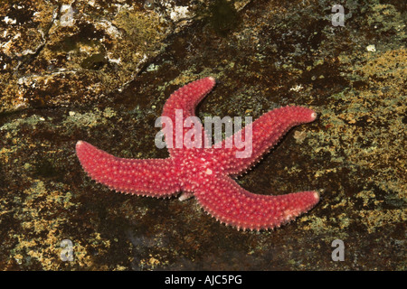 L'étoile de mer commune, politique européenne seastar (Asterias rubens), la régénération, la cinquième perdu bras est à nouveau une croissance Banque D'Images