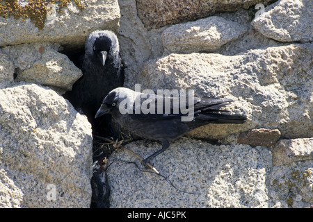 Choucas (Corvus monedula), Couple at leur nid dans le mur de la ville Banque D'Images