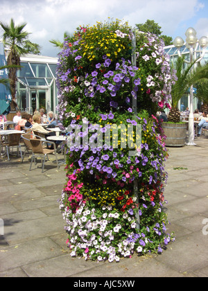 Jardin pétunia (Petunia x hybrida, Petunia-Hybride), fleur, dans un café avec pétunia, Sanvitalia et Tagetes Banque D'Images