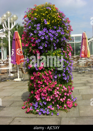 Jardin pétunia (Petunia x hybrida, Petunia-Hybride), fleur, dans un café avec pétunia, Sanvitalia et Tagetes Banque D'Images