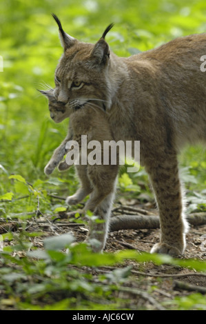 Le lynx eurasien (Lynx lynx), Femme avec cub, Allemagne, Bavière, NP forêt de Bavière Banque D'Images