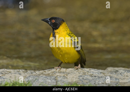 Village Weaver, repéré de secours weaver Ploceus cucullatus), (après le bain Banque D'Images