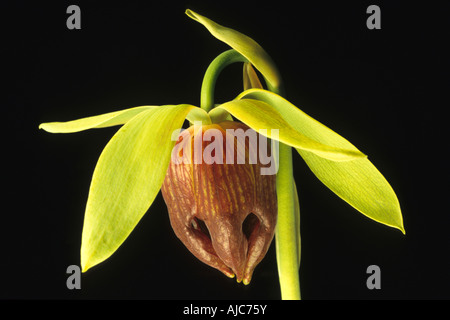 Californie sarracénie, Lis de Cobra (Darlingtonia californica), fleur d'en bas Banque D'Images