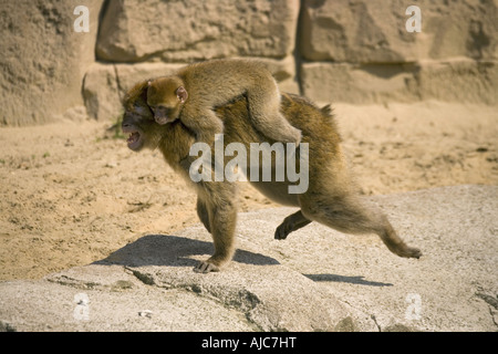 Singes de barbarie, barbary macaque (Macaca sylvanus), la mère avec les jeunes Banque D'Images