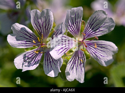 Blanc et violet veiné de géraniums alpins Banque D'Images