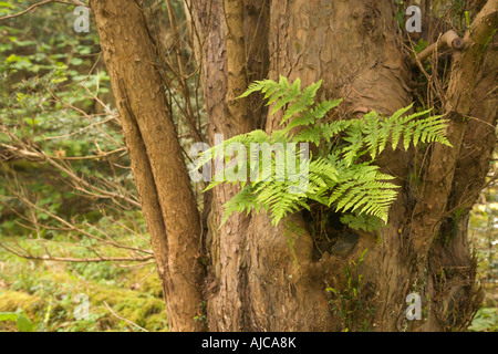 Vaste buckler fougère Dryopteris dilatata, fruit d'un trou dans un arbre d'if de la réserve naturelle de la démarche des castrats Lancashire Banque D'Images